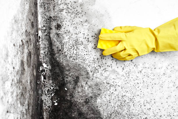 Trusted Springfield, MI Mold Removal Experts