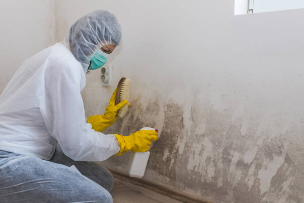 Best Home Mold Removal  in Springfield, MI