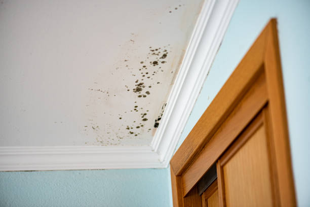 Best Mold Removal Near Me  in Springfield, MI