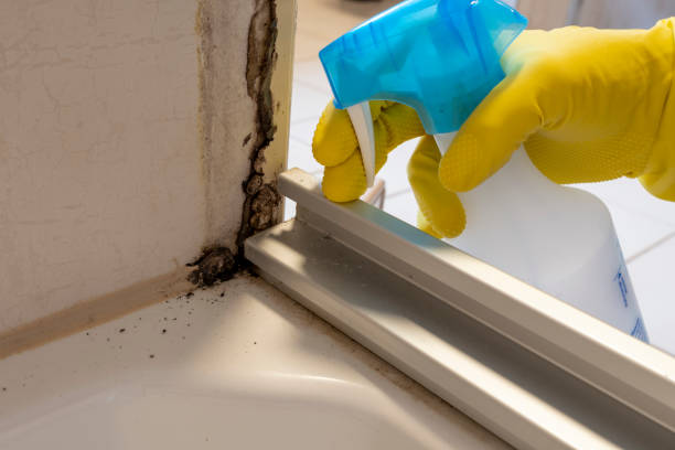 Best Residential Mold Removal  in Springfield, MI