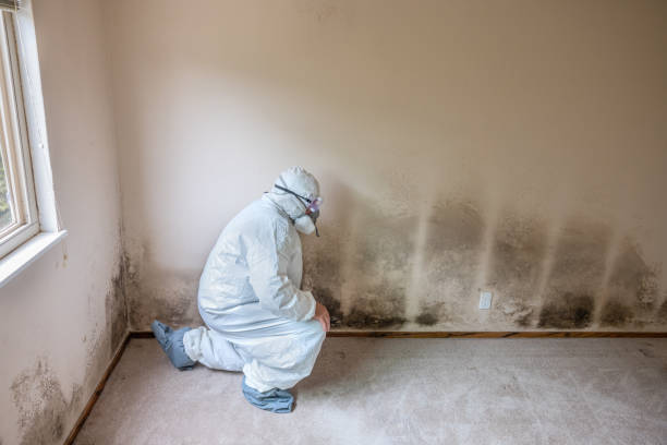 Springfield, MI Mold Removal Company