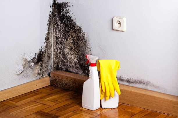 Home Mold Removal in Springfield, MI