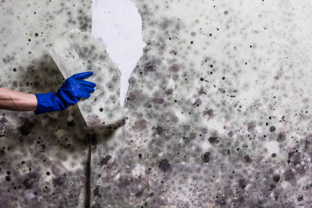 Best Crawl Space Mold Removal  in Springfield, MI